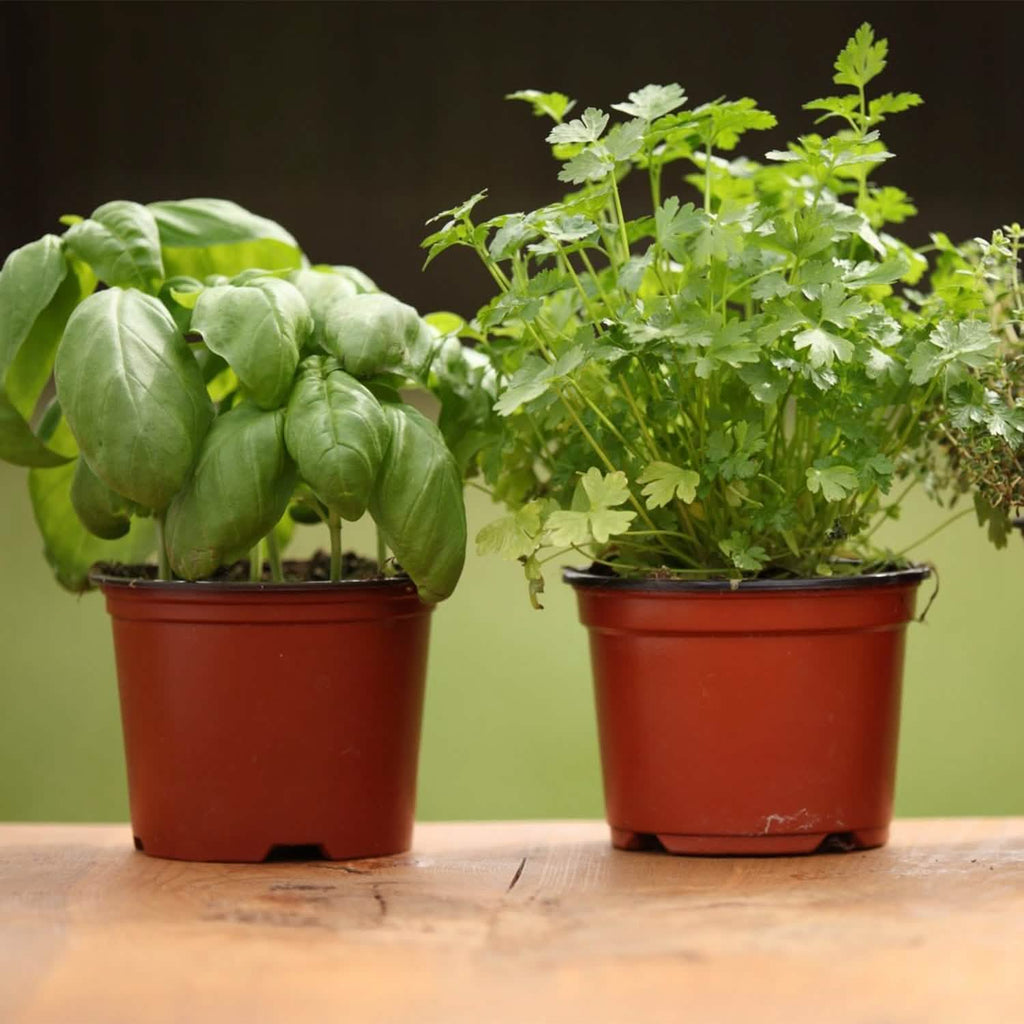 Lot de 100: Pots de pépinière en plastique