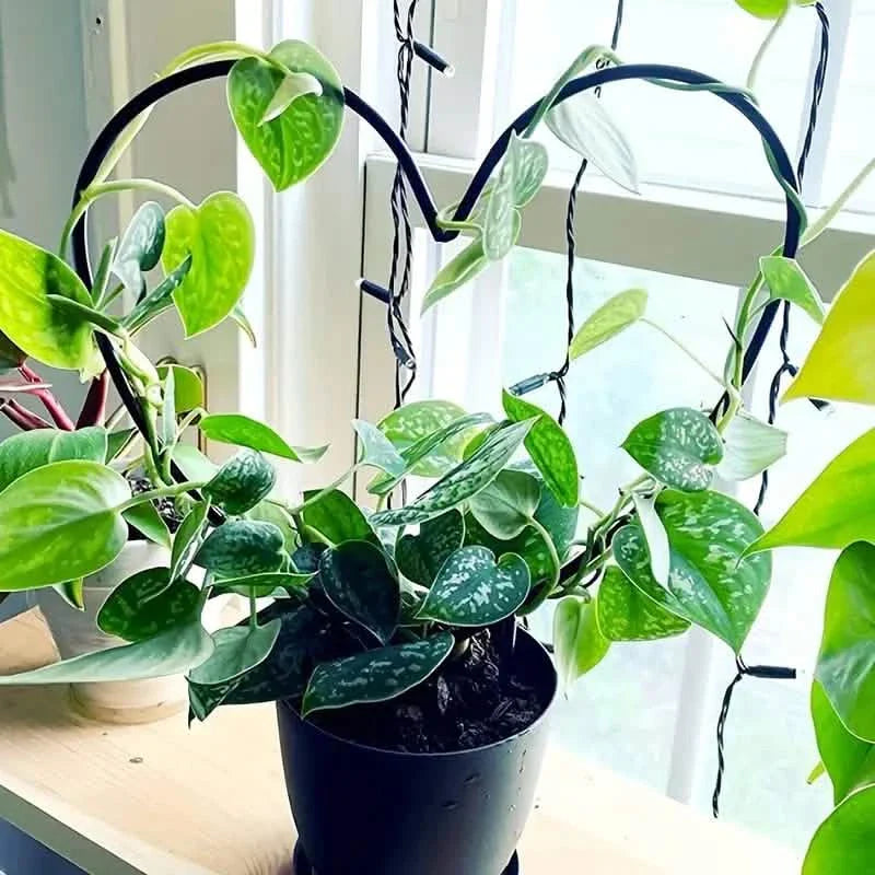 Lot de 2 tuteurs de plantes en forme de cœur