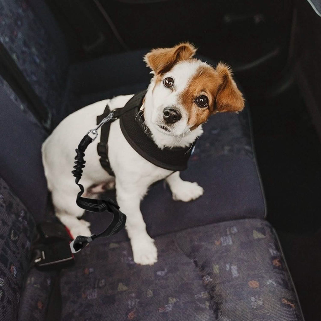 Lot de 2 : Ceinture de sécurité pour animaux de compagnie