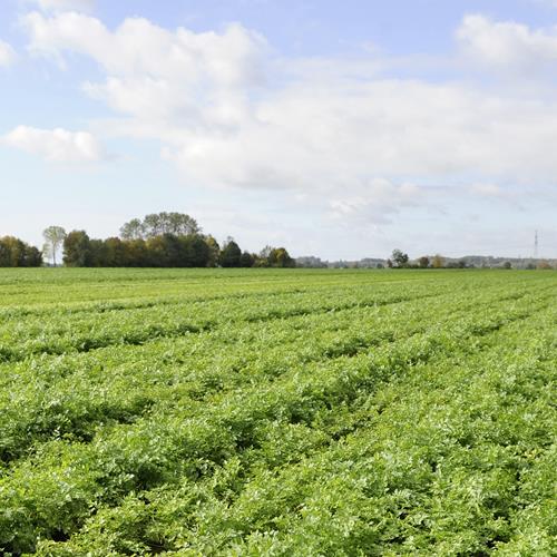 Mélange de sauce Knorr pour des repas et des accompagnements délicieux et faciles, au jus, sans arômes artificiels, sans glutamate monosodique ajouté, 17 g