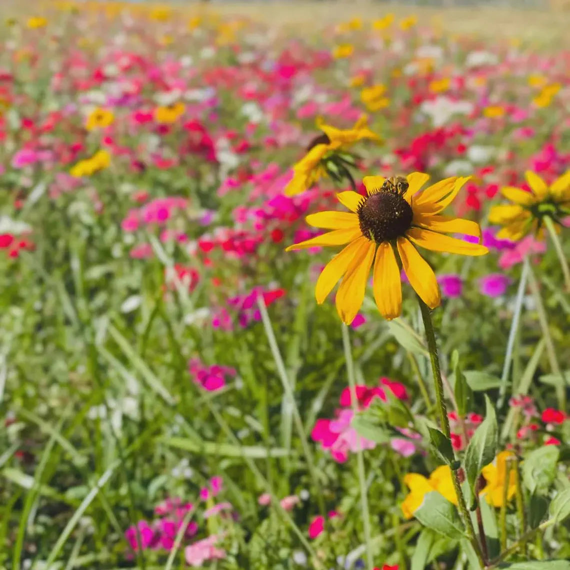 Georgia Black-Eyed Susan Grow Kit
