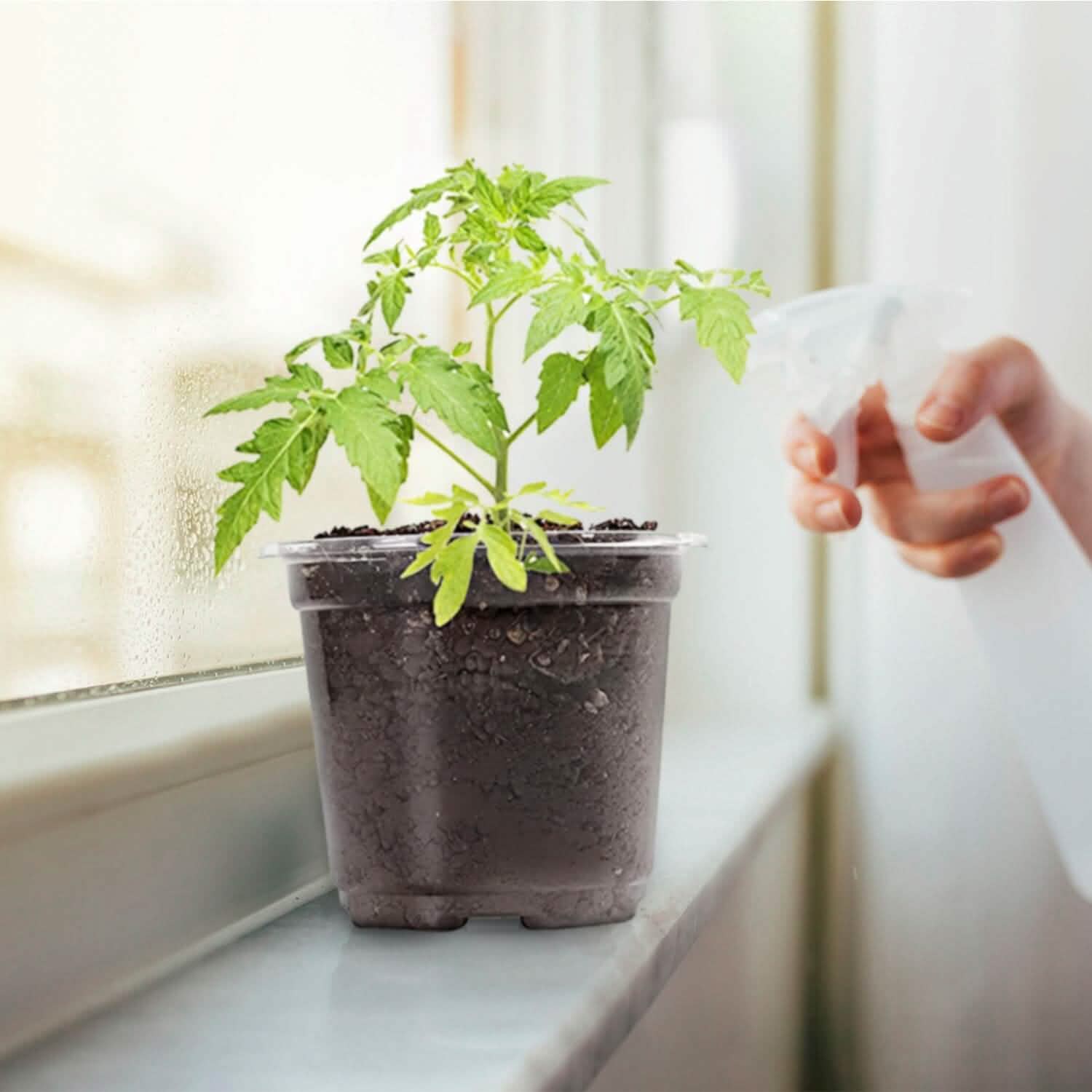 30 pièces : Pots de pépinière en PET pour semis de fleurs avec couvercle et trous de drainage
