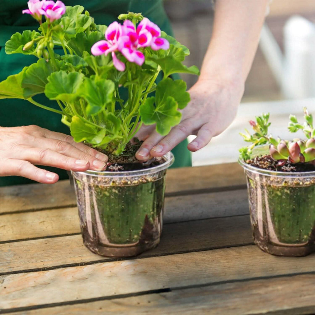 30 pièces : Pots de pépinière en PET pour semis de fleurs avec couvercle et trous de drainage