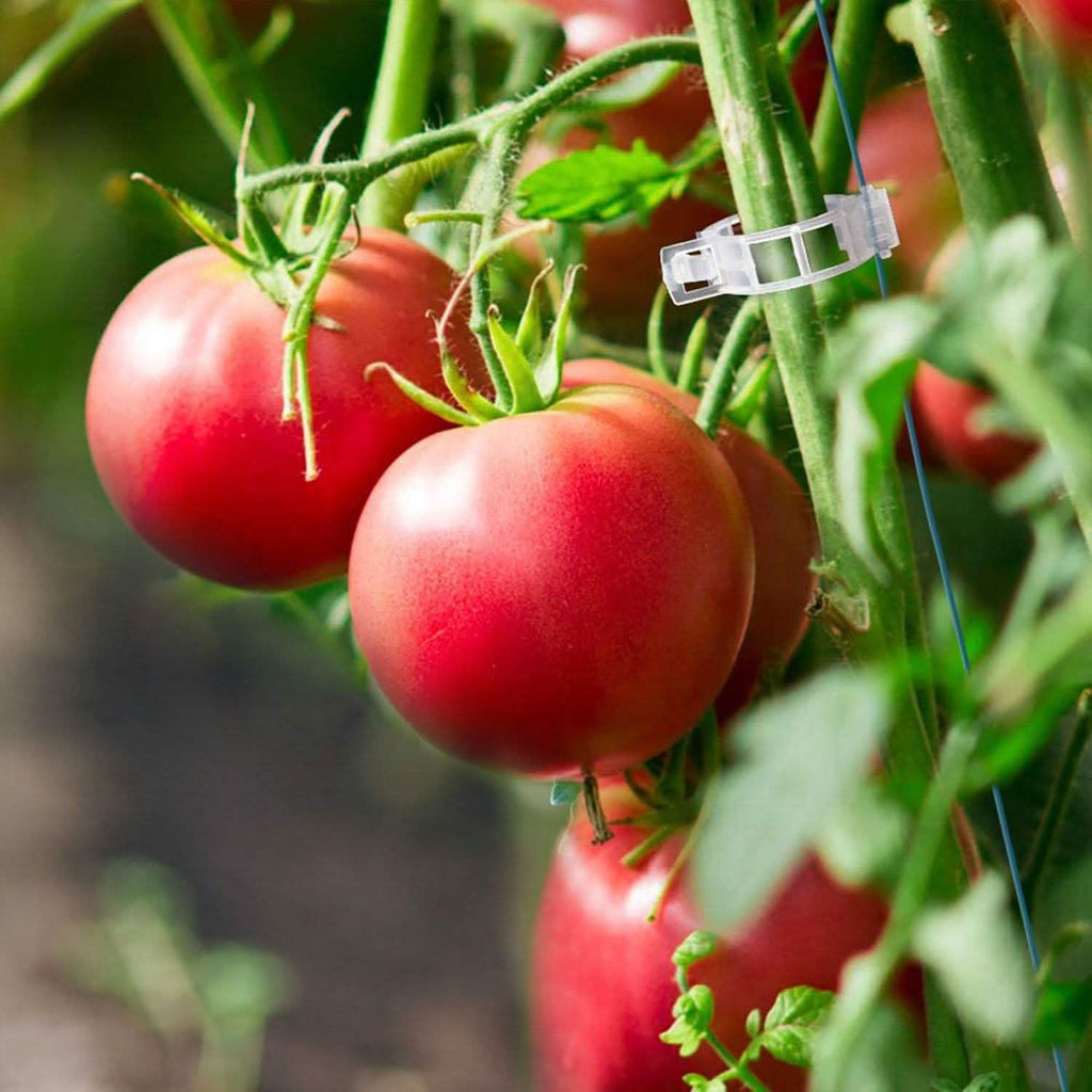 300 pièces : Clips de support pour plantes de jardin