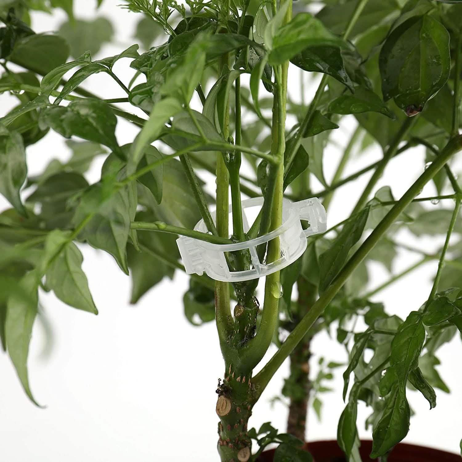 300 pièces : Clips de support pour plantes de jardin