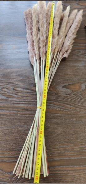 30/50 pcs Roseaux Naturels Séchés Petite Herbe de la Pampa Décor Artificiel Bouquet de Fleurs de Mariage Maison Bureau Remplissage de Vase au Sol pour Salon Cuisine et Décoration d'Événements