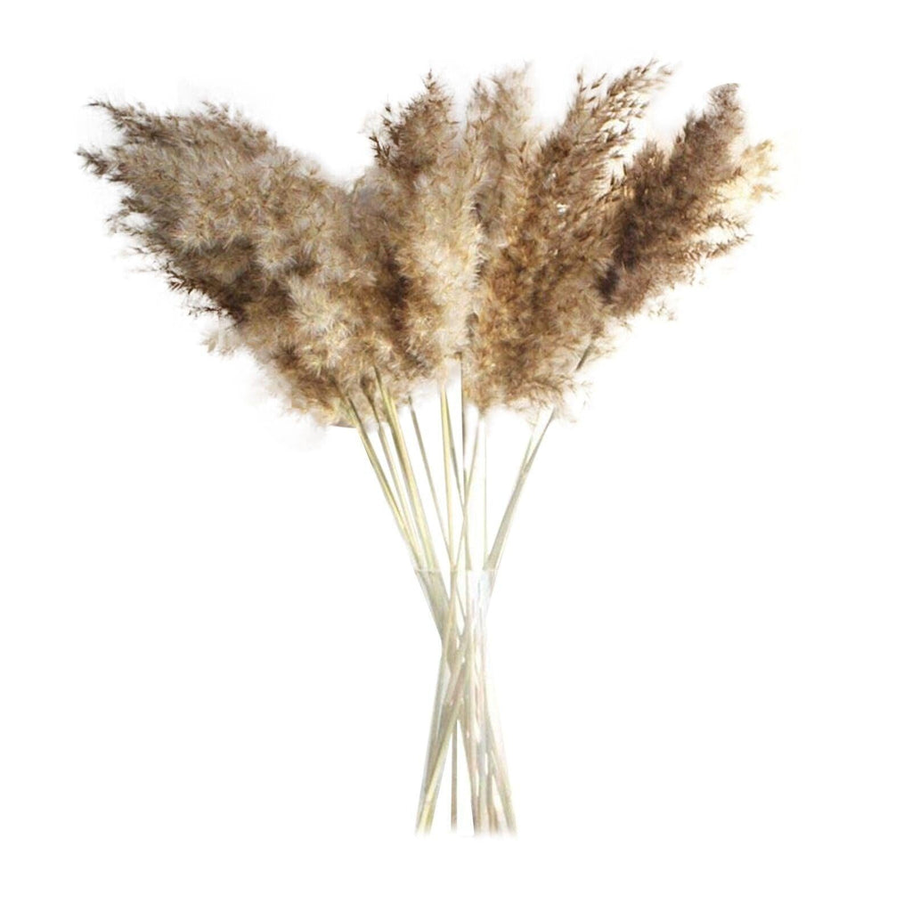 30/50 pcs Roseaux Naturels Séchés Petite Herbe de la Pampa Décor Artificiel Bouquet de Fleurs de Mariage Maison Bureau Remplissage de Vase au Sol pour Salon Cuisine et Décoration d'Événements