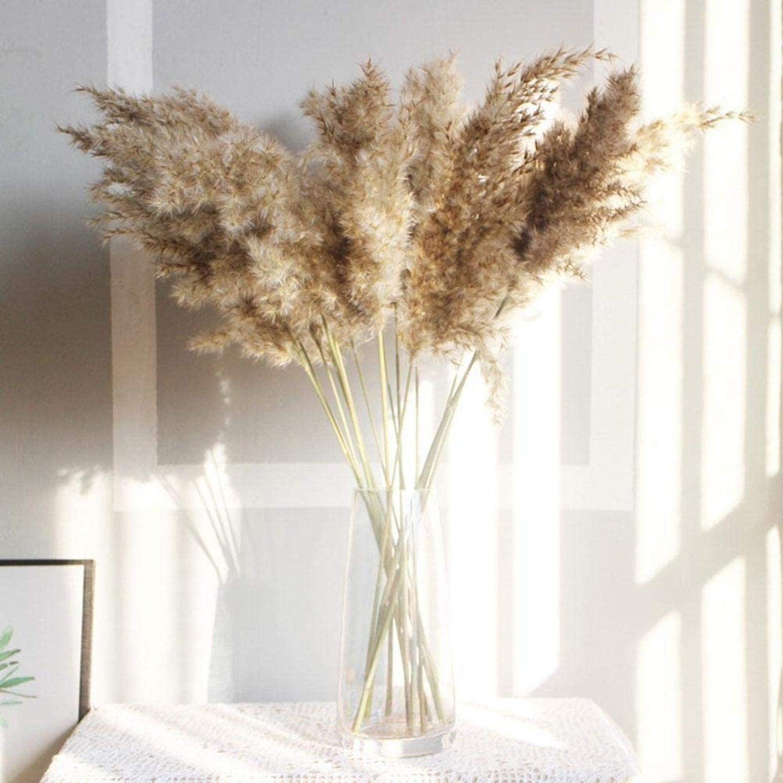 30/50 pcs Roseaux Naturels Séchés Petite Herbe de la Pampa Décor Artificiel Bouquet de Fleurs de Mariage Maison Bureau Remplissage de Vase au Sol pour Salon Cuisine et Décoration d'Événements