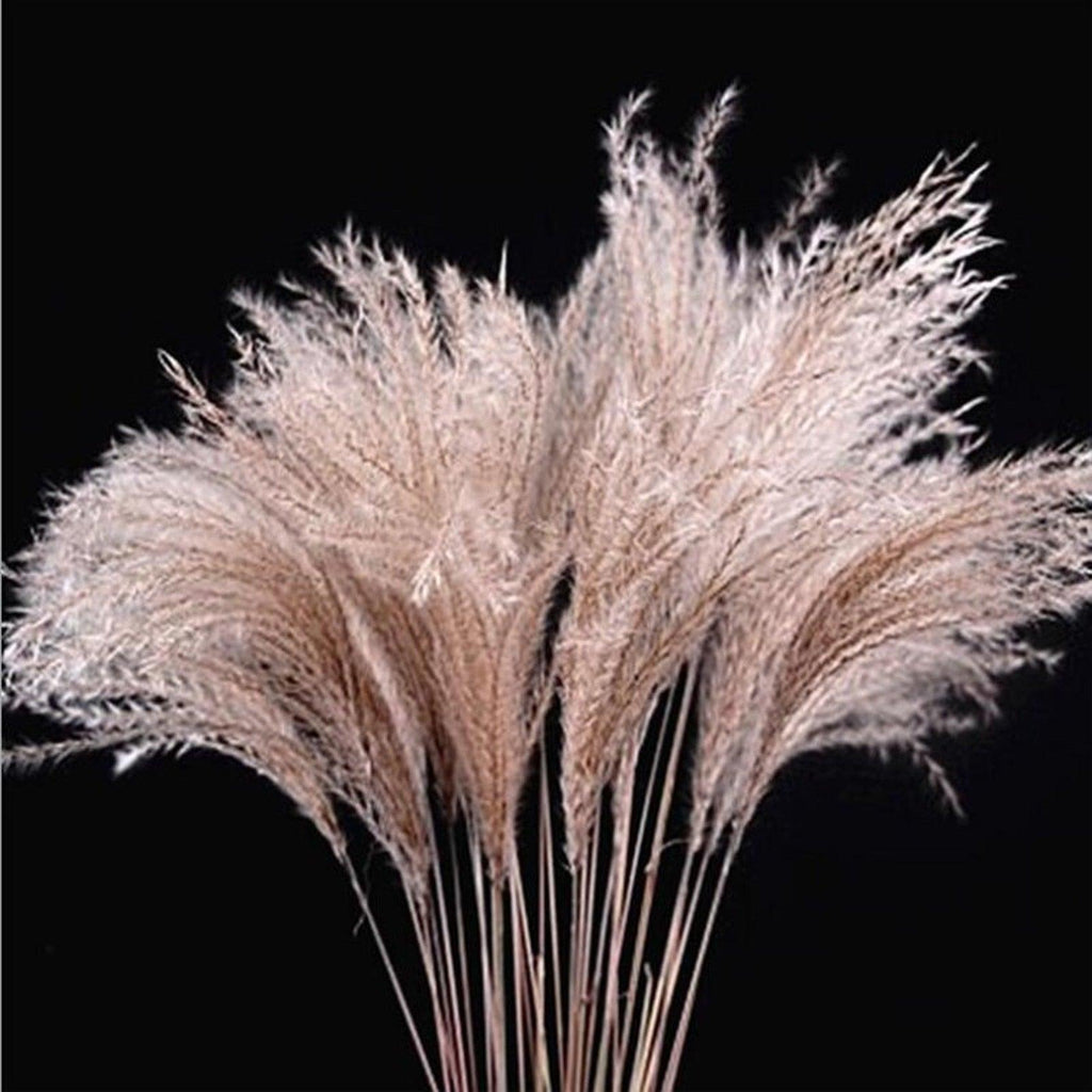 30/50 pcs Roseaux Naturels Séchés Petite Herbe de la Pampa Décor Artificiel Bouquet de Fleurs de Mariage Maison Bureau Remplissage de Vase au Sol pour Salon Cuisine et Décoration d'Événements