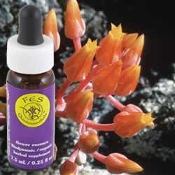 Services d'essences florales Dudleya de canyon, flacon compte-gouttes de 30 ml