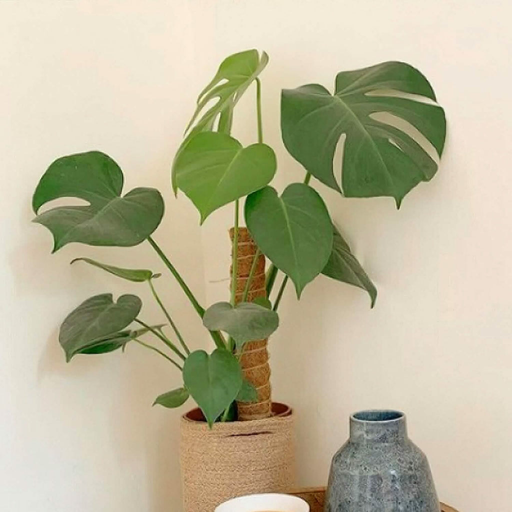 4 pièces : Tuteur en fibre de coco extensible pour plantes grimpantes