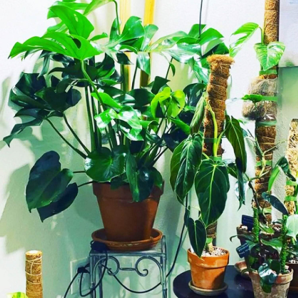4 pièces : Tuteur en fibre de coco extensible pour plantes grimpantes