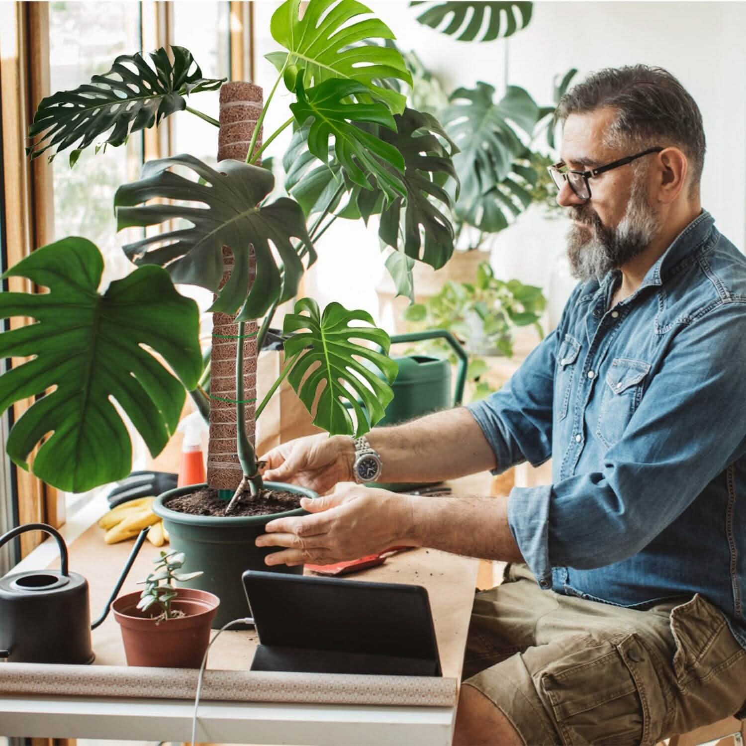 4 pièces : Tuteur en fibre de coco extensible pour plantes grimpantes