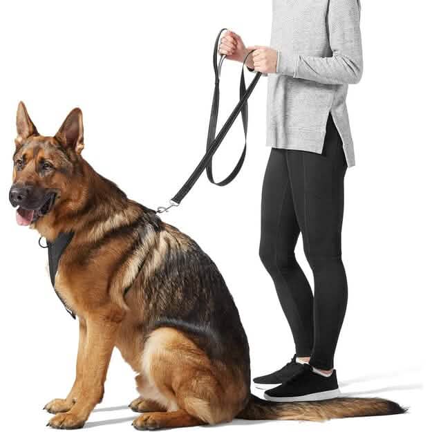 Laisse de chien rembourrée à poignée unique de 1,5 m