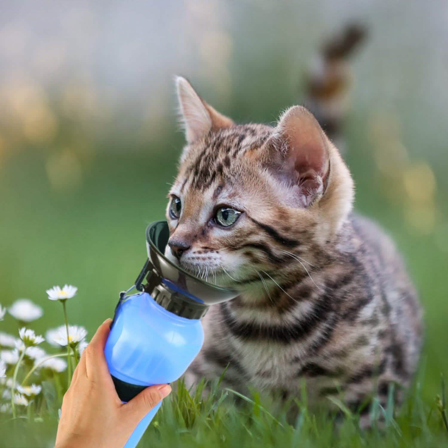 Bouteille d'eau portable de 500 ml pour animaux de compagnie