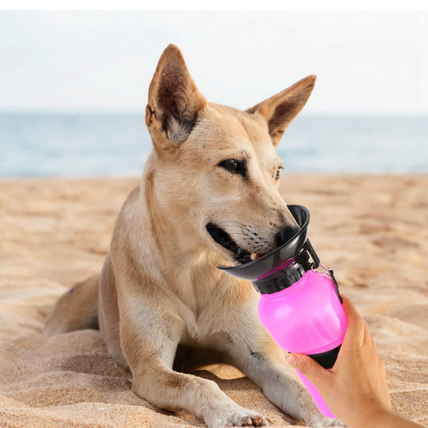 Bouteille d'eau portable de 500 ml pour animaux de compagnie