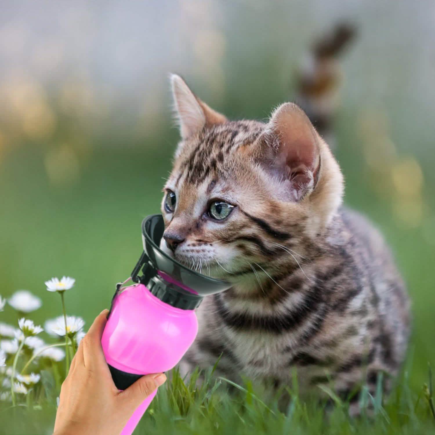 Bouteille d'eau portable de 500 ml pour animaux de compagnie