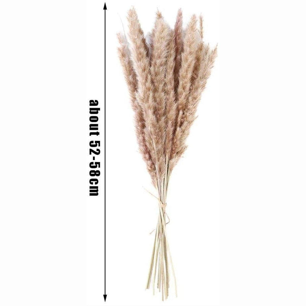 50 Pièces/Paquet 50cm Fleurs de Roseau Naturelles Jonc Bouquet Grande Herbe de la Pampa Séchée Décoration de Mariage Décor d'Automne pour la Maison