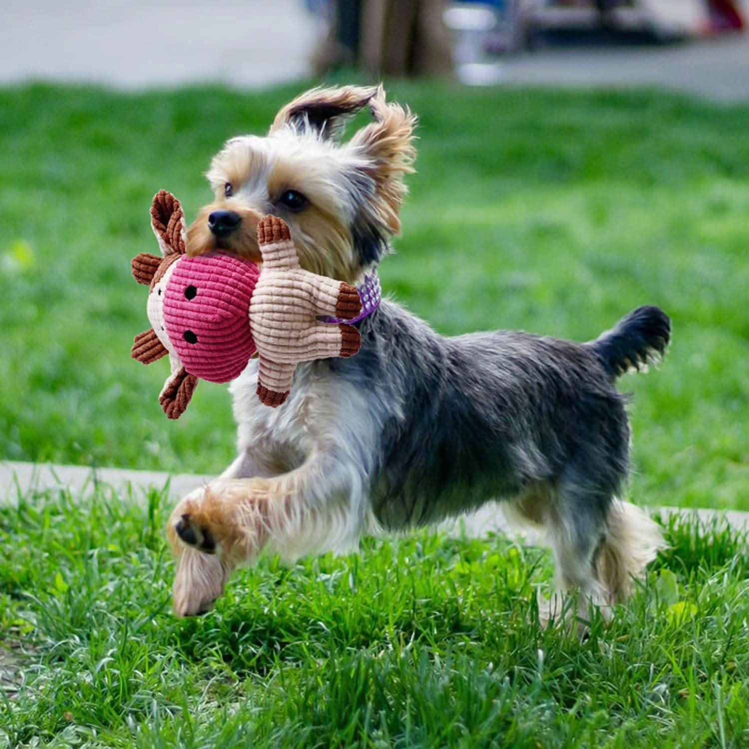 7 Pièces : Jouets à Mâcher Corde Chiot