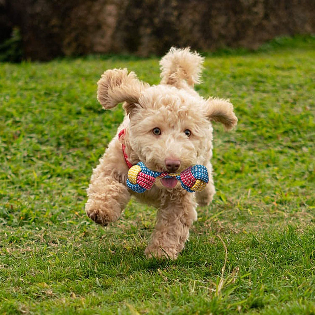 7 Pièces : Jouets à Mâcher Corde Chiot