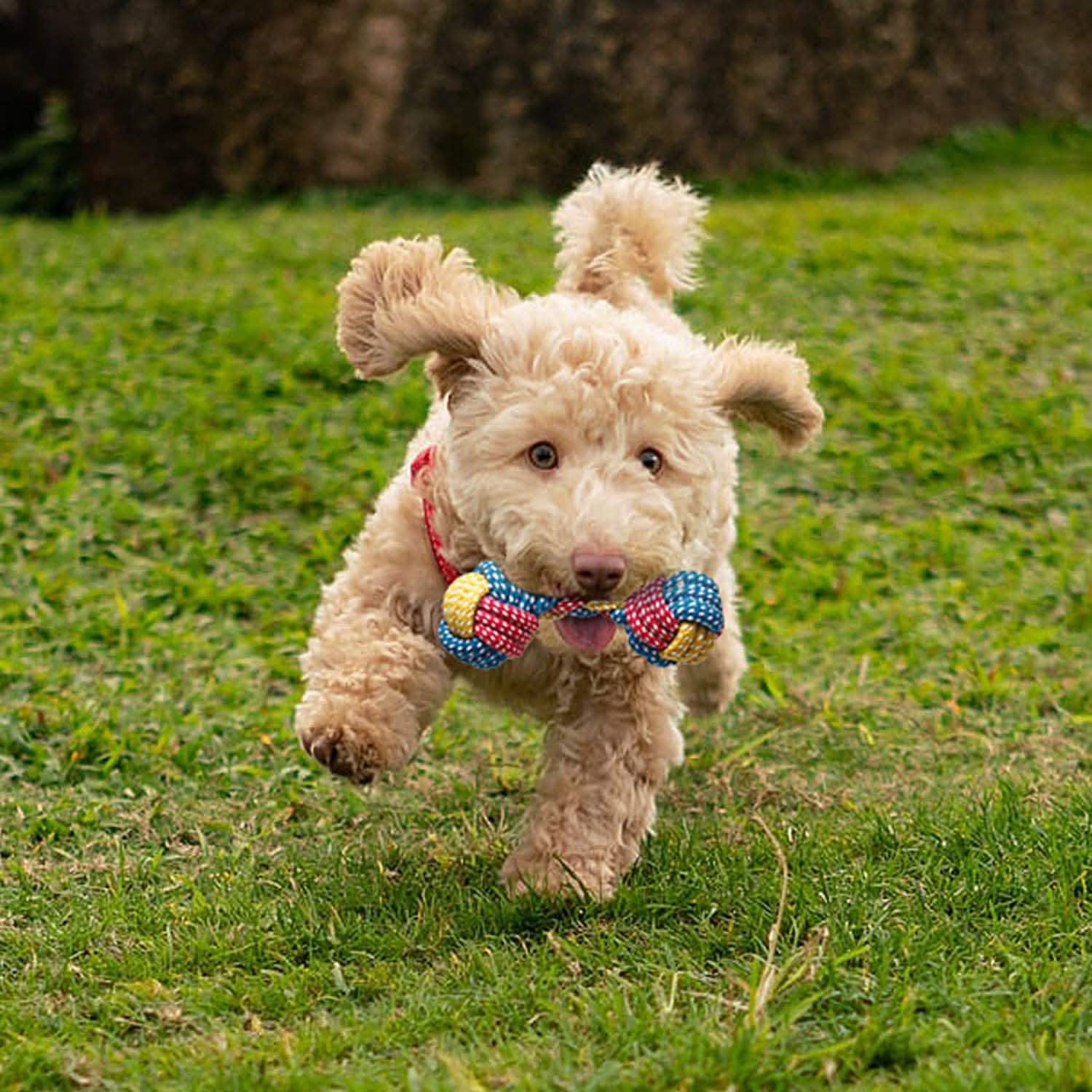7 Pièces : Jouets à Mâcher Corde Chiot
