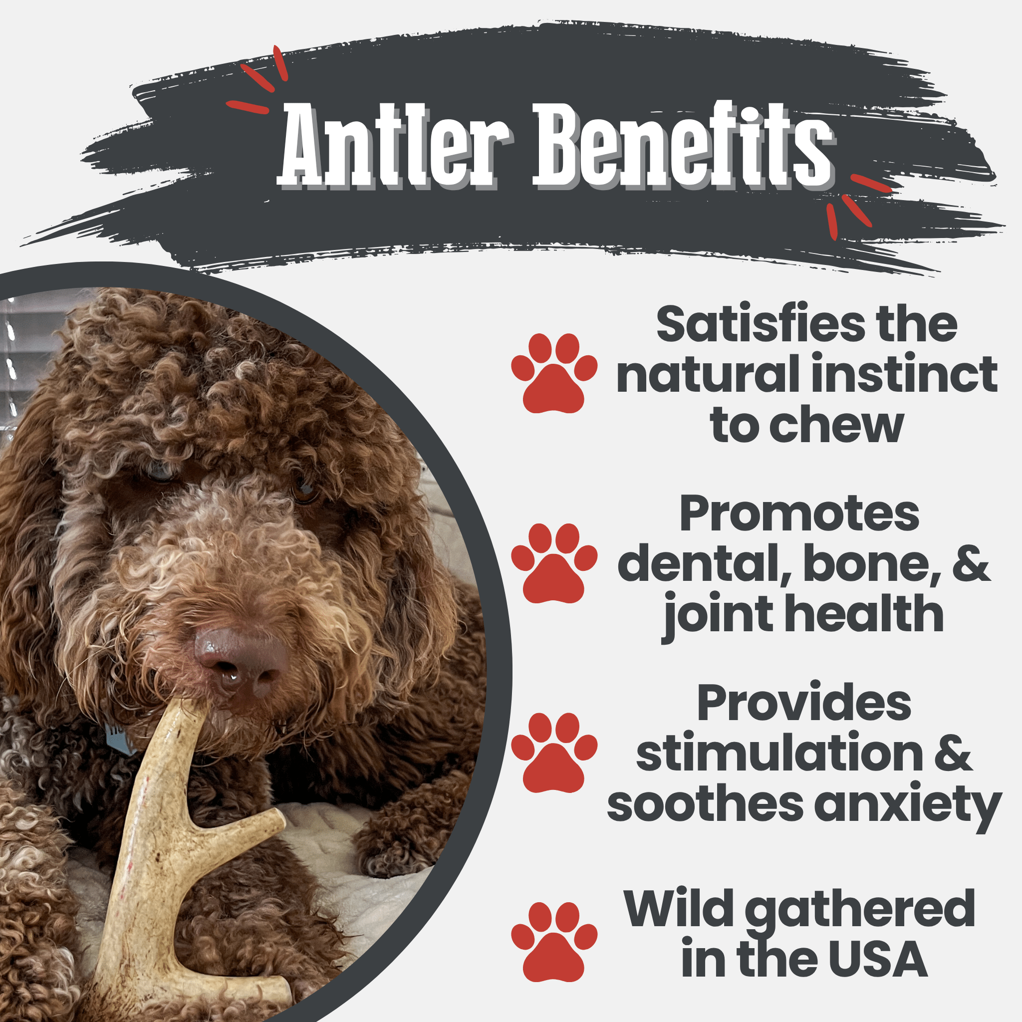 Bois de cerf à mâcher pour chien | Friandises à mâcher biologiques pour chiens
