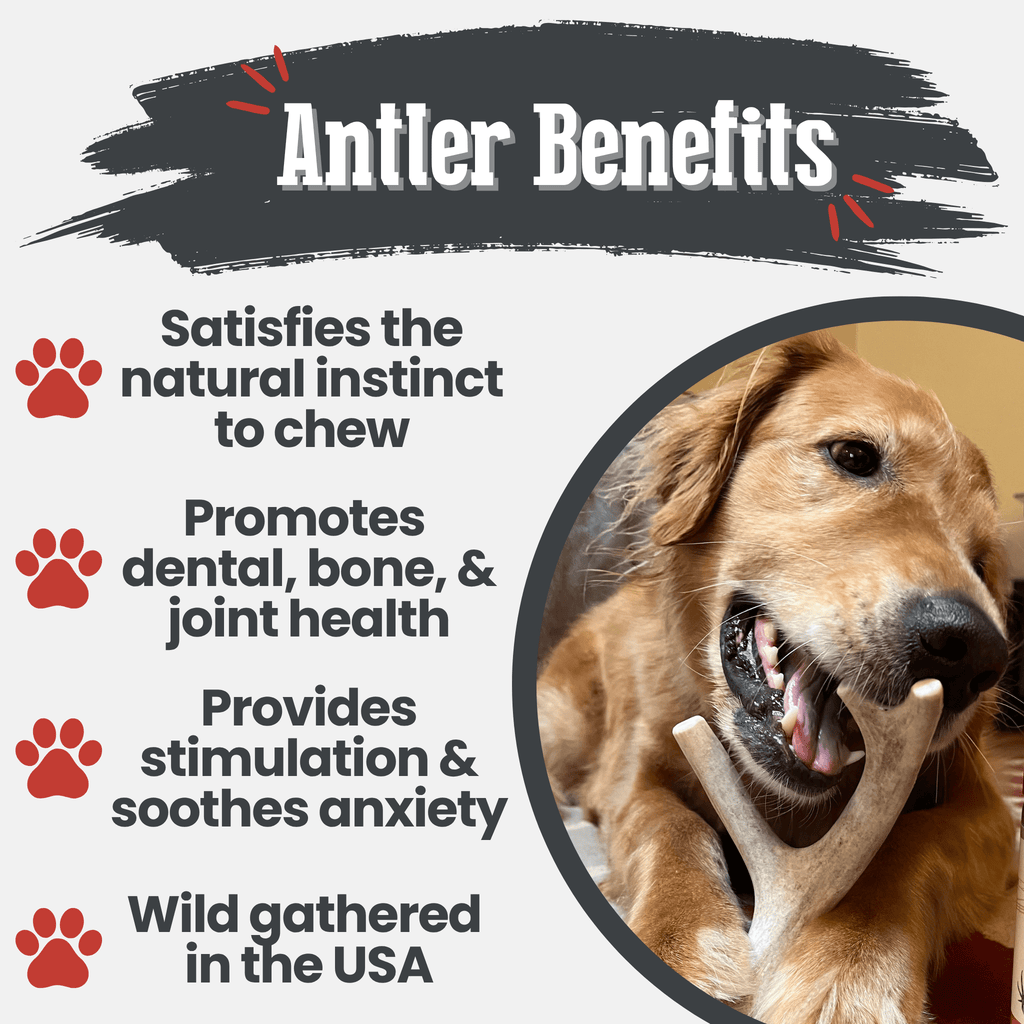 Bois de cerf à mâcher pour chien | Friandises à mâcher biologiques pour chiens
