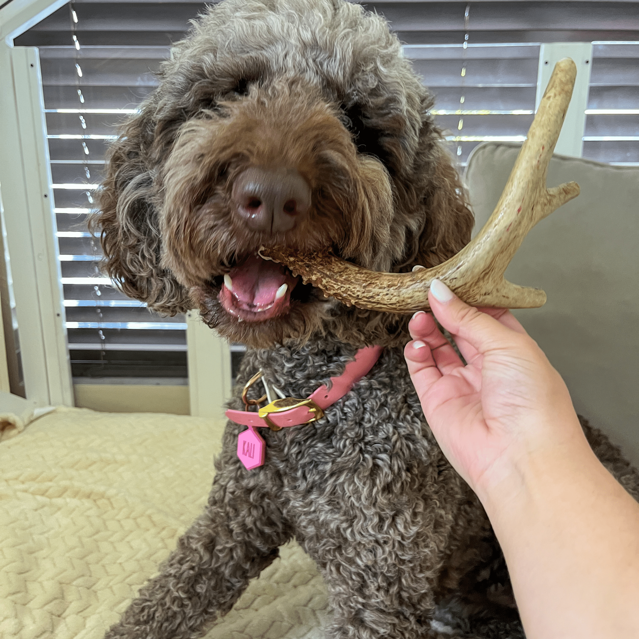 Bois de cerf à mâcher pour chien | Friandises à mâcher biologiques pour chiens