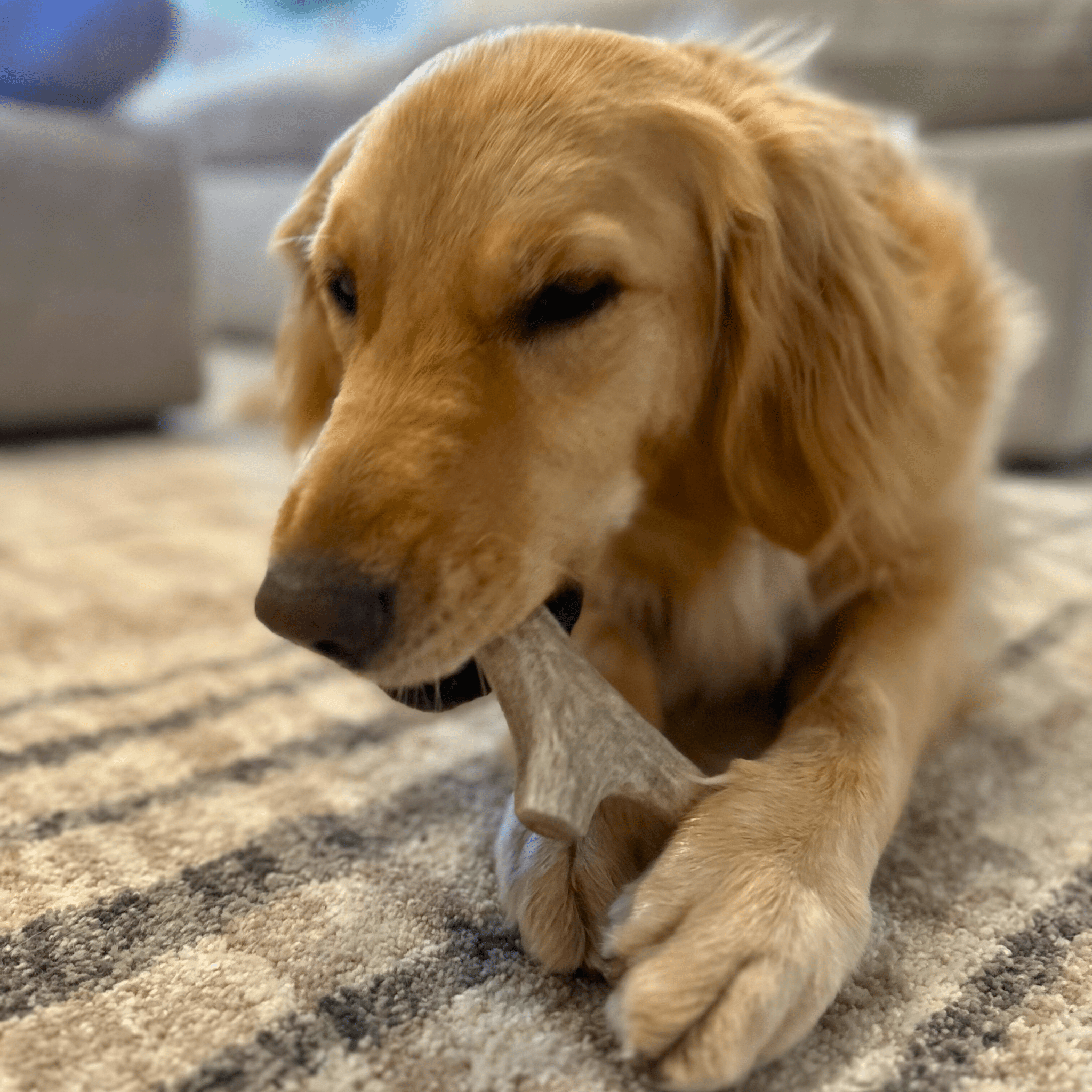 Bois de cerf à mâcher pour chien | Friandises à mâcher biologiques pour chiens