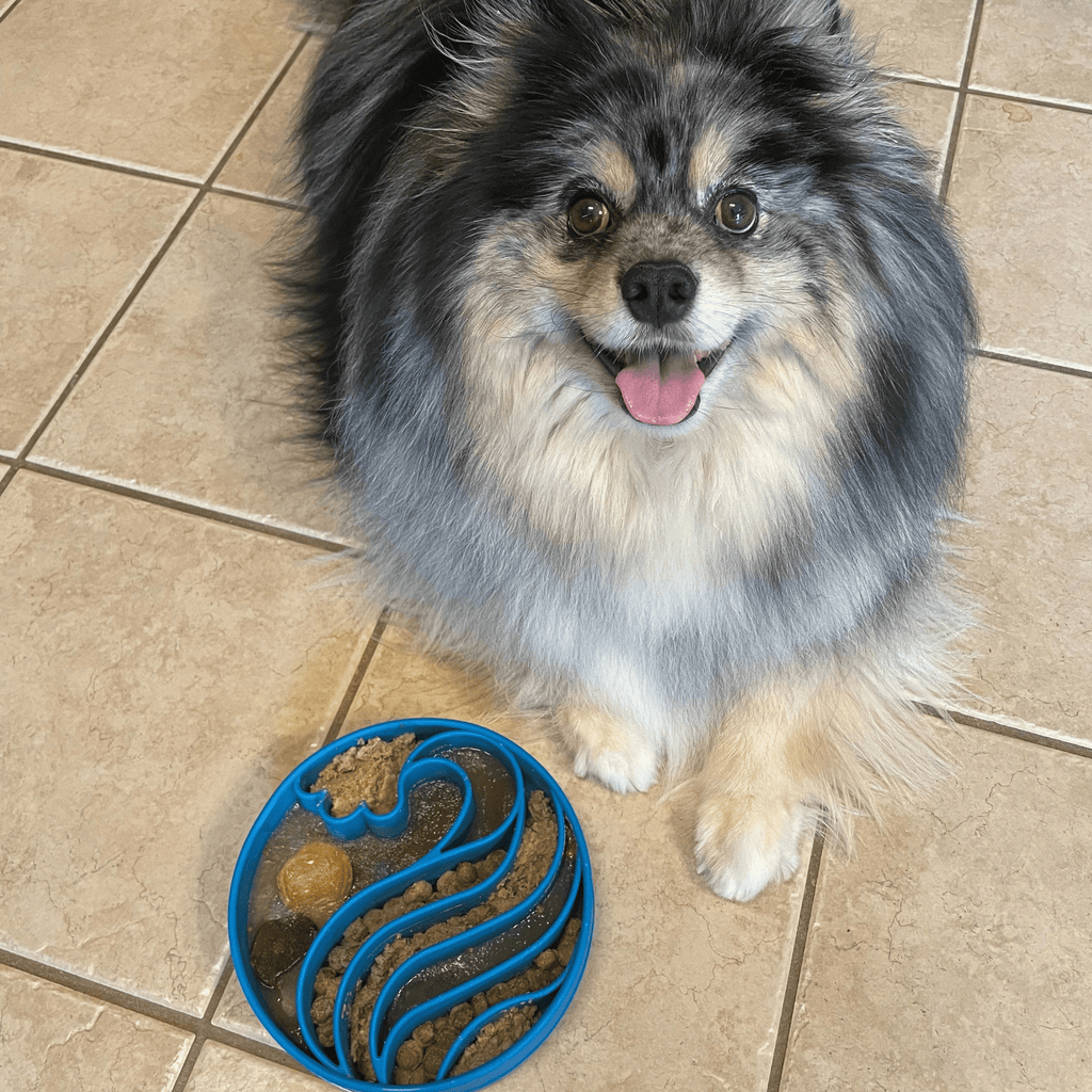 Gamelles anti-glouton pour chiens