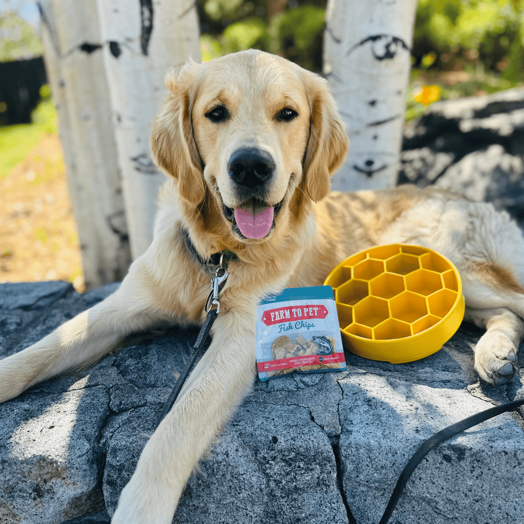 Gamelles anti-glouton pour chiens