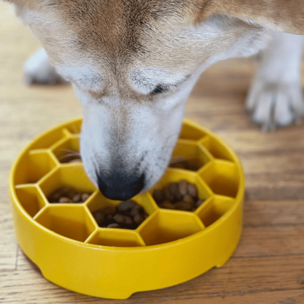 Gamelles anti-glouton pour chiens