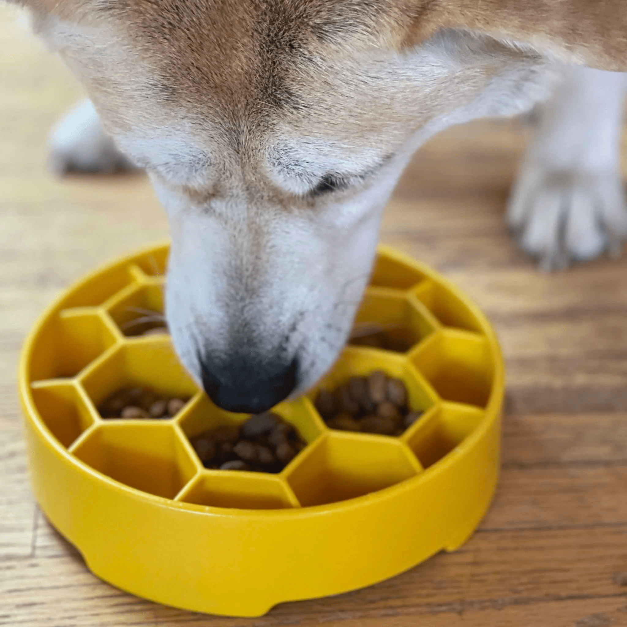 Gamelles anti-glouton pour chiens
