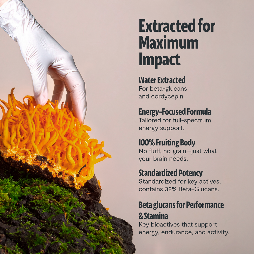 Poudre d'extrait de champignon Cordyceps