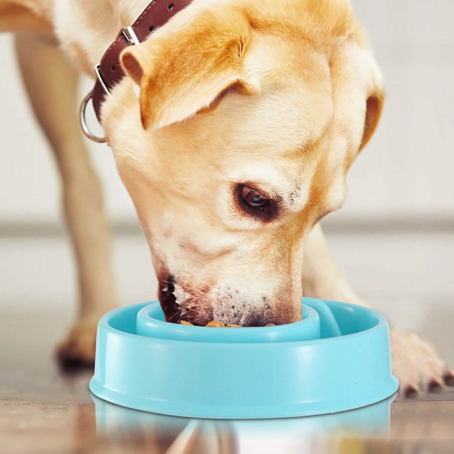 Gamelle anti-glouton pour chien et chat
