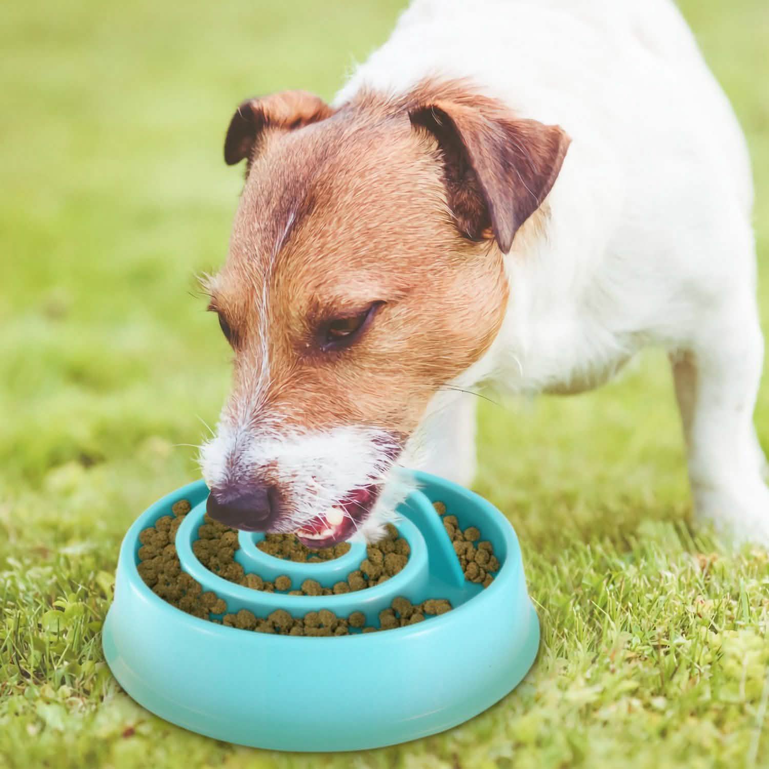 Gamelle anti-glouton pour chien et chat