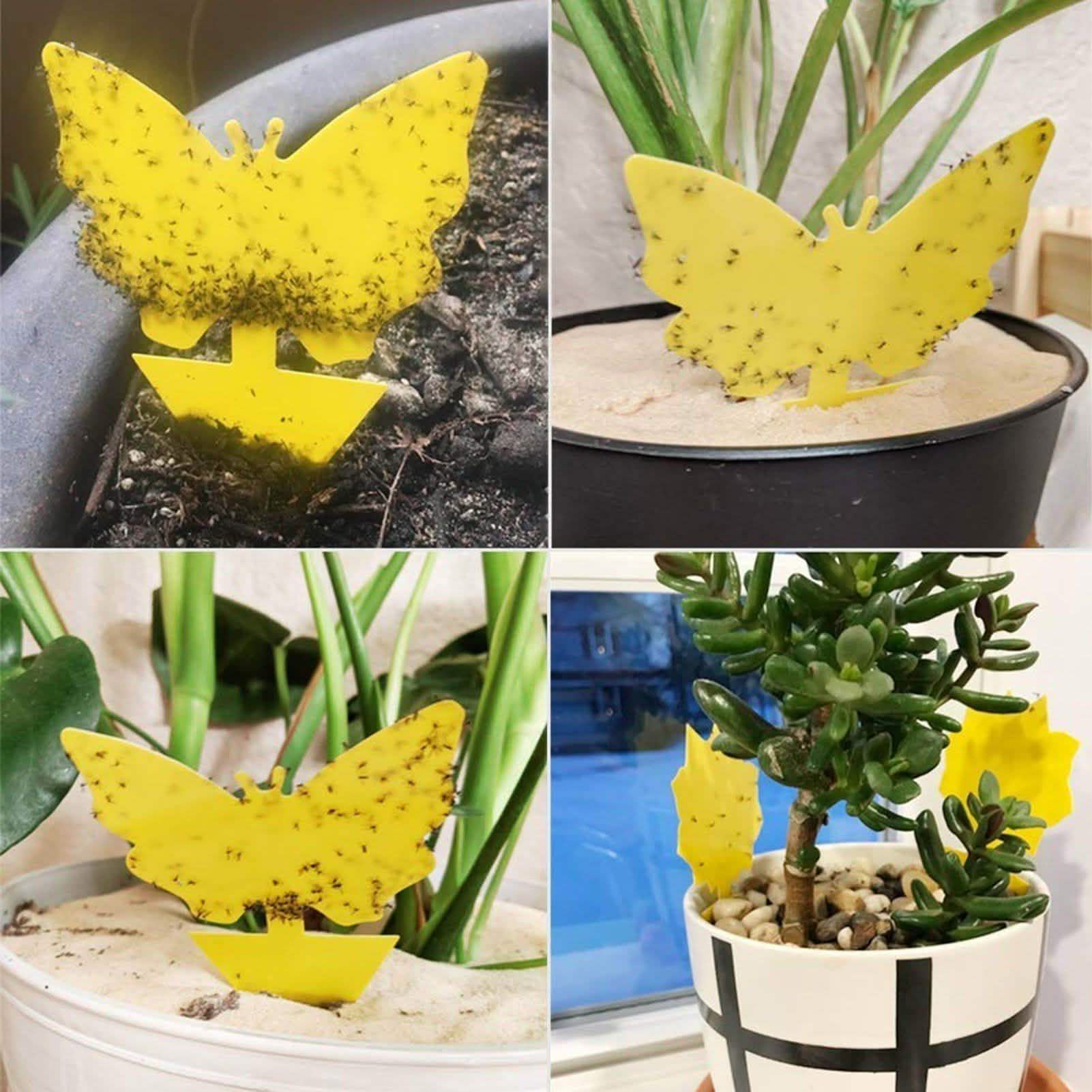 Piège jaune autocollant double face pour insectes volants