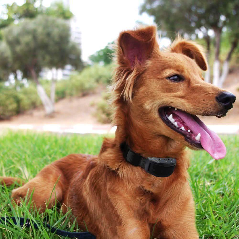 Collier de dressage anti-aboiement électrique pour chien Sûr avec choc à tonalité réglable