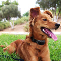 Collier de dressage anti-aboiement électrique pour chien Sûr avec choc à tonalité réglable