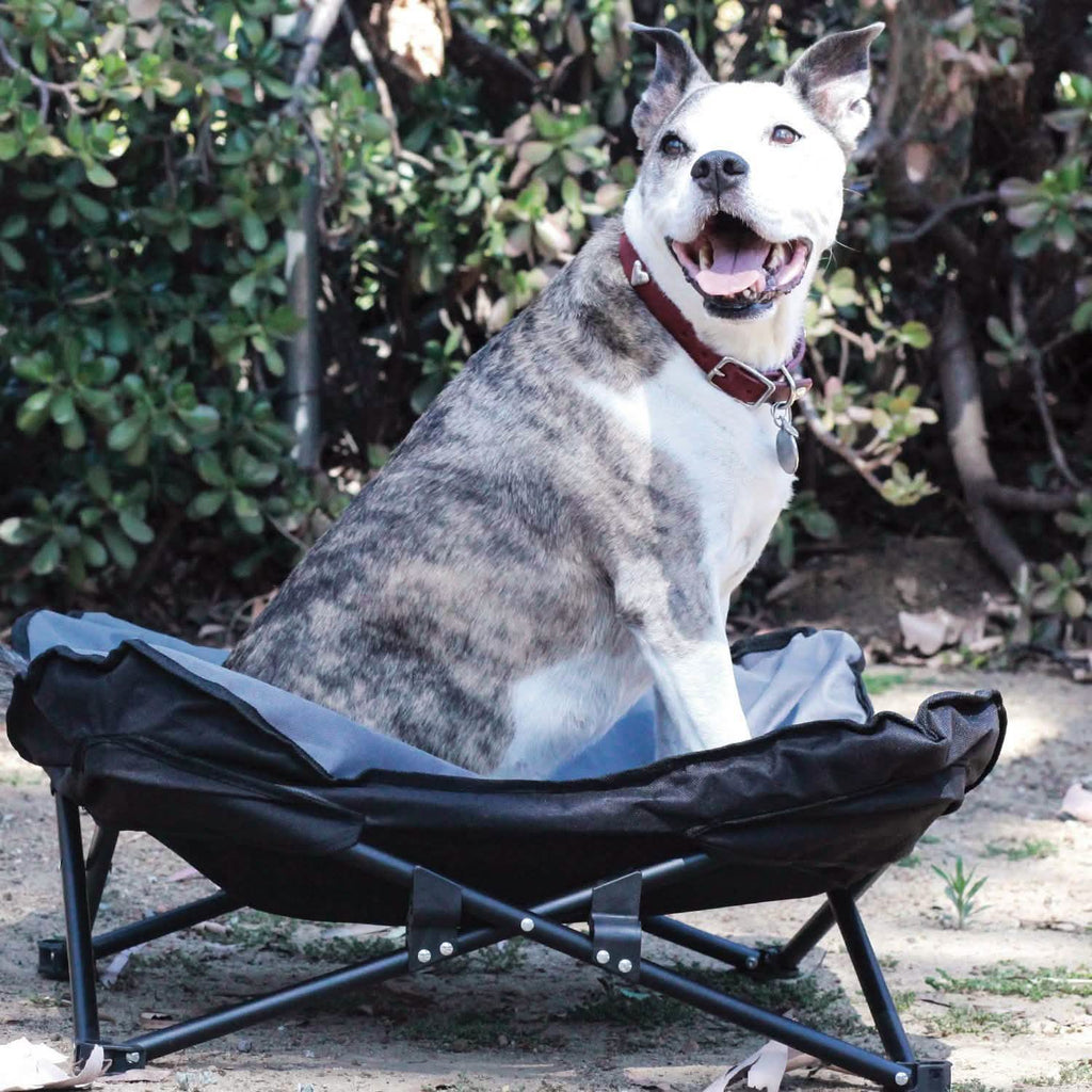 Lit de camp surélevé pour animaux de compagnie, taille moyenne