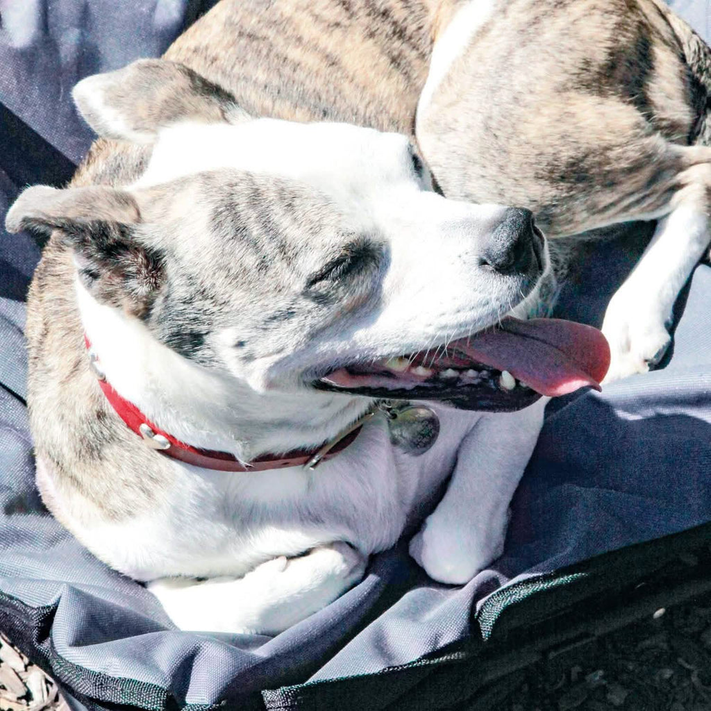 Lit de camp surélevé pour animaux de compagnie, taille moyenne