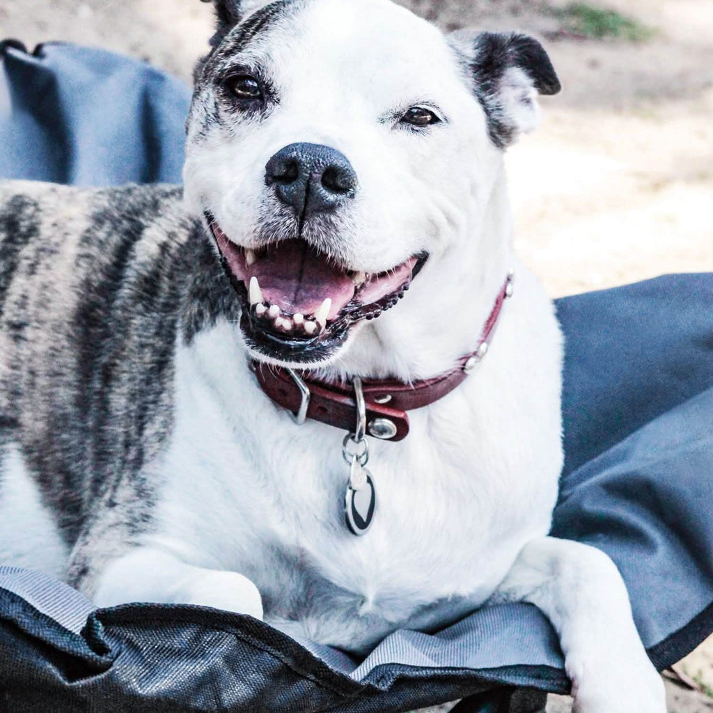 Lit de camp surélevé pour animaux de compagnie, taille moyenne