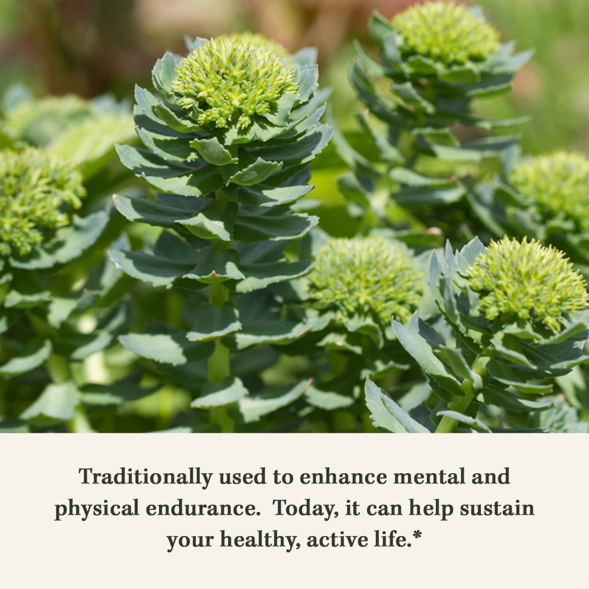 Gaia Herbs Rhodiola Rosea - 120 capsules liquides végétaliennes Phyto-Caps (pour 60 jours)