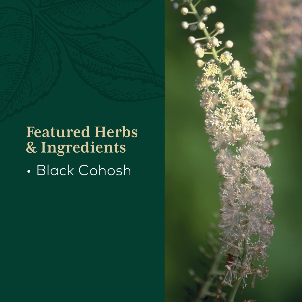 Gaia PRO Black Cohosh - 60 Vegan Liquid Phyto-Capsules (60 Servings)
