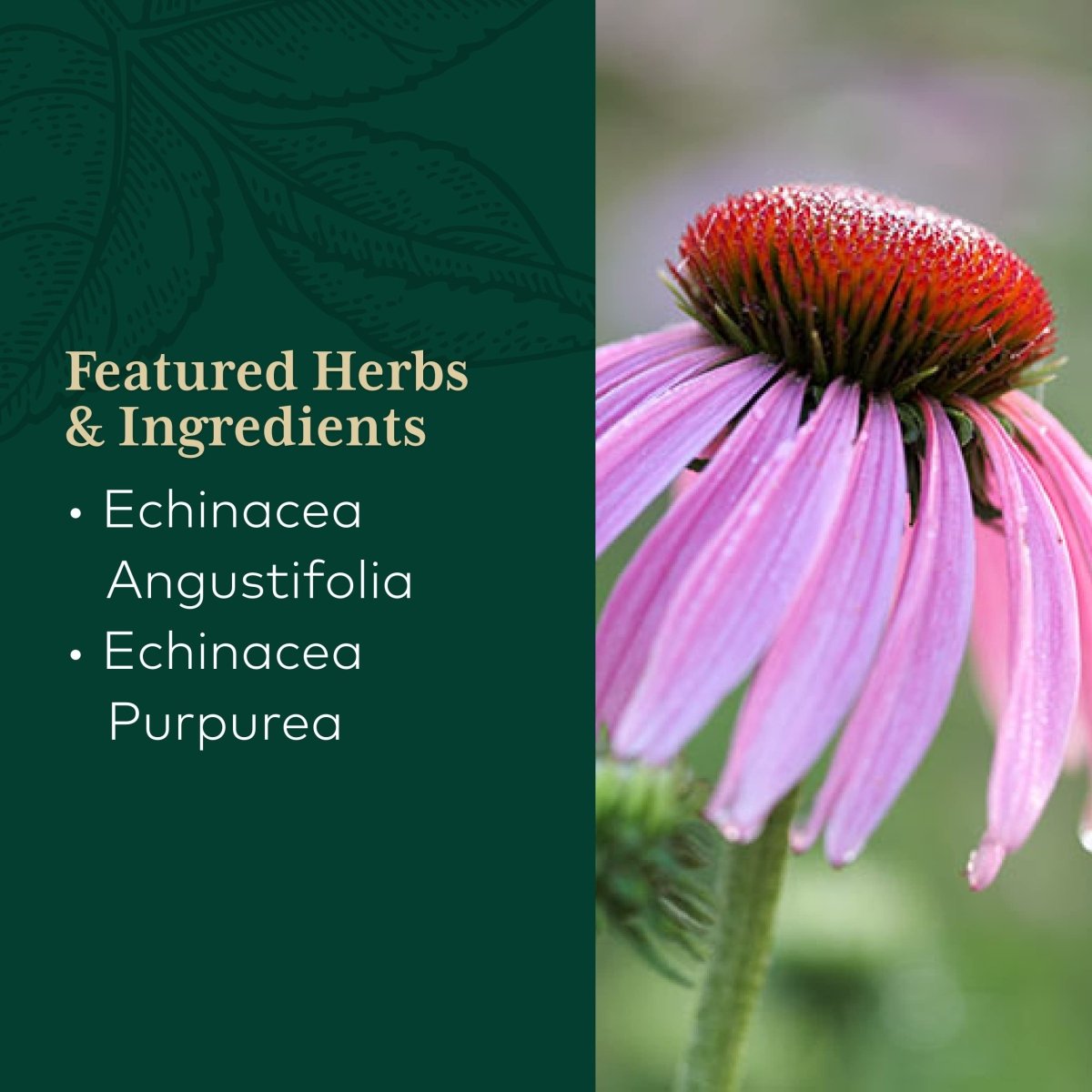 Gaia PRO Echinacea Blend - Immune Support Supplement - 60 Vegan Liquid Phyto-Capsules (30 Servings)