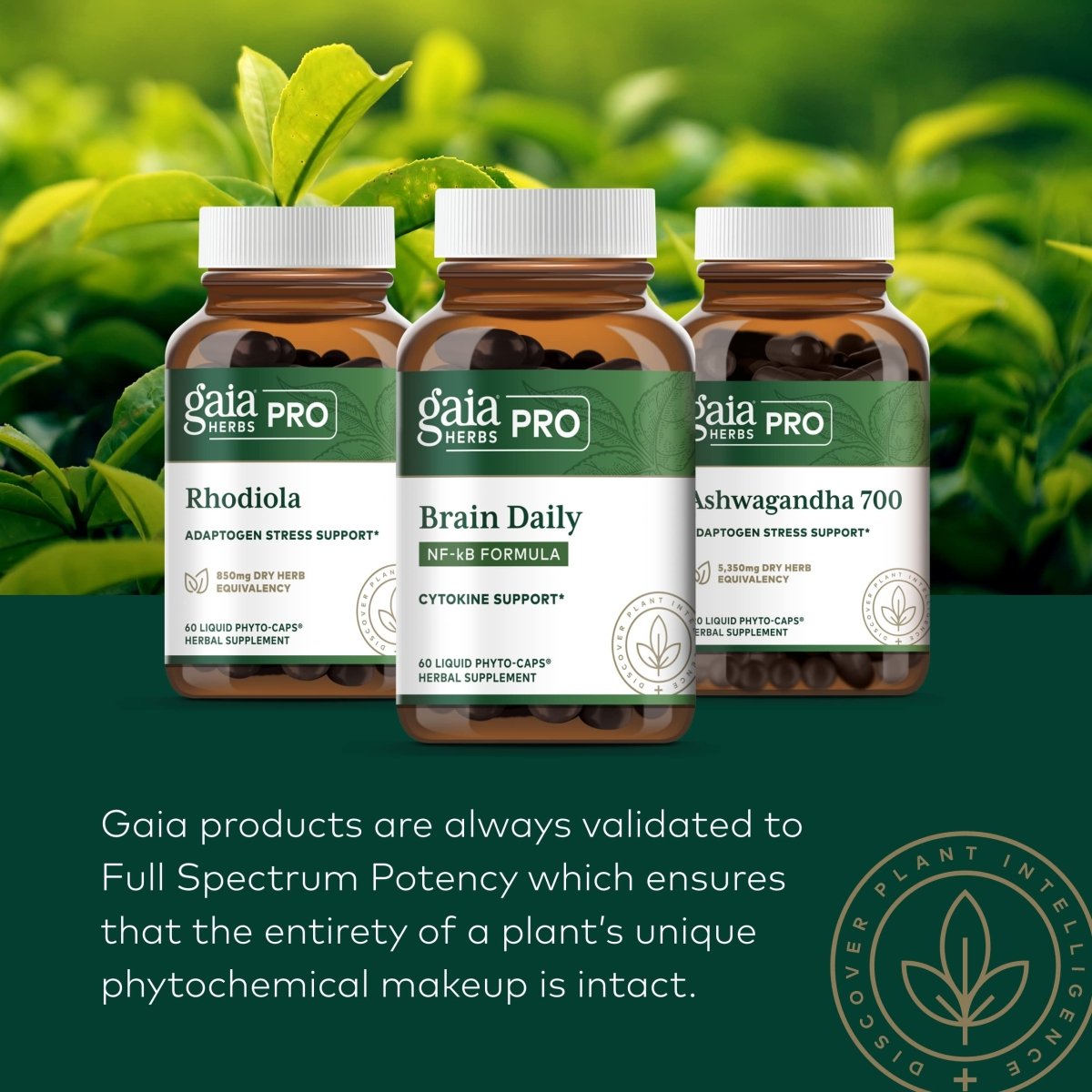 Gaia PRO Thé Vert - Complément Alimentaire à Base de Thé Vert - 60 Phyto-Capsules Liquides Végétaliennes (30 Portions)