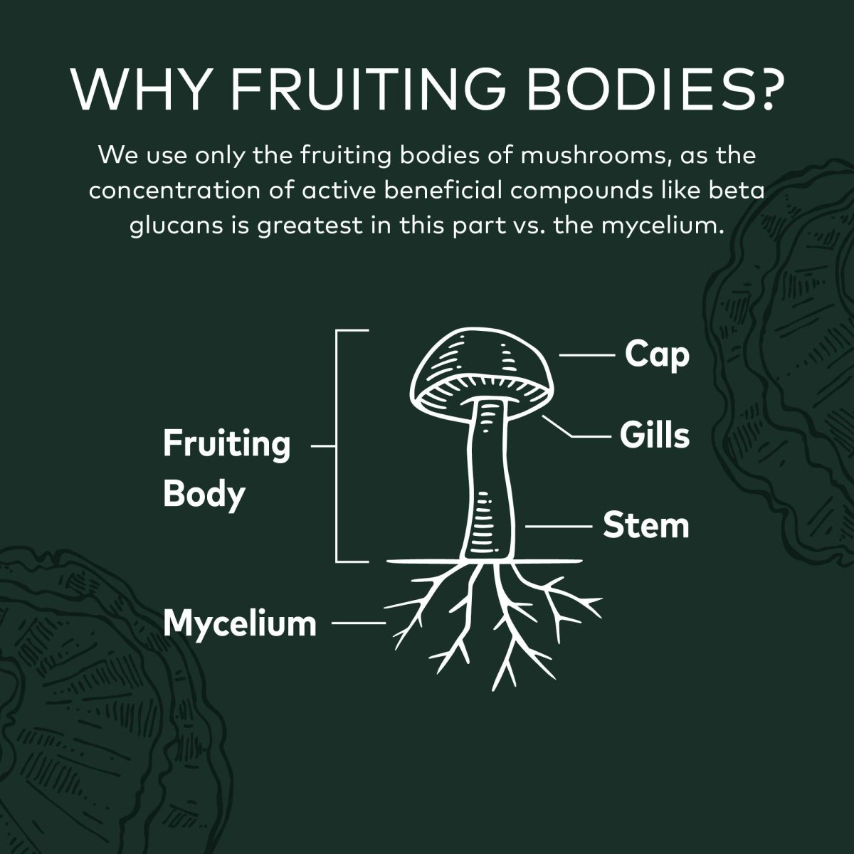 Gaia Reishi Mushroom 40 gélules végétales