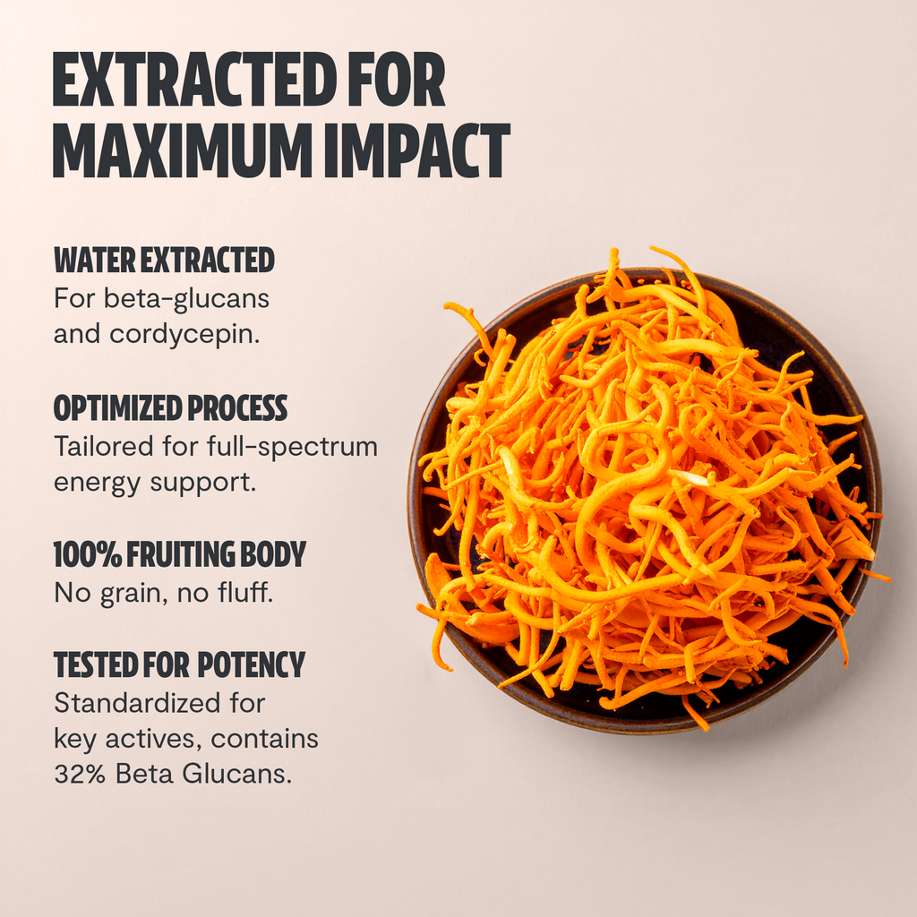 Poudre d'extrait de champignon Cordyceps