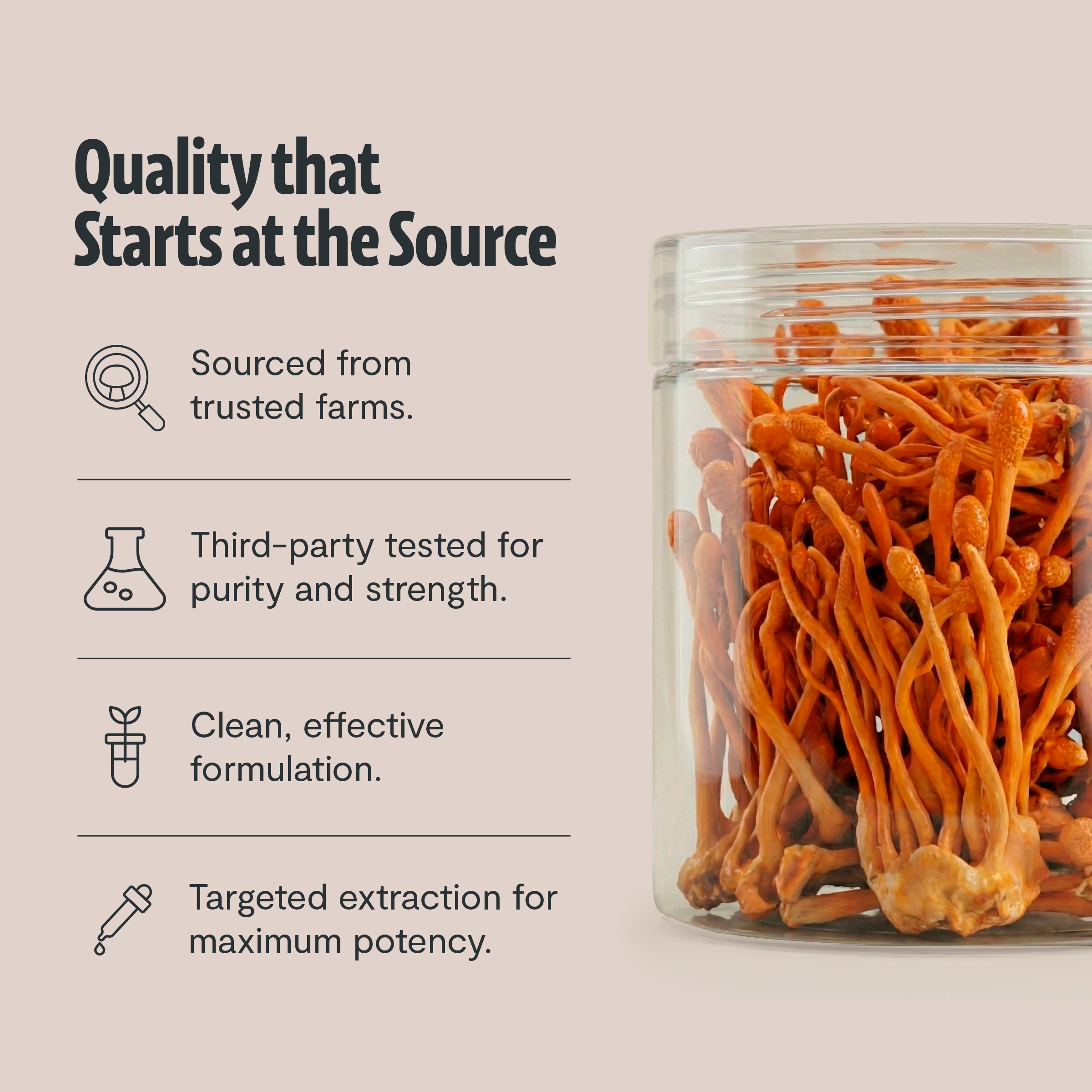 Poudre d'extrait de champignon Cordyceps
