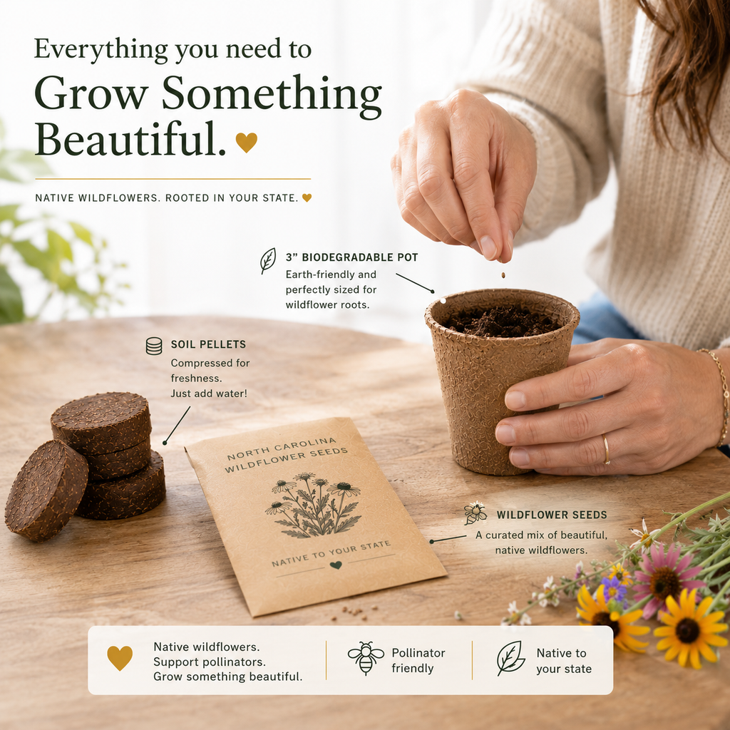 Kit de culture de Coreopsis de Floride